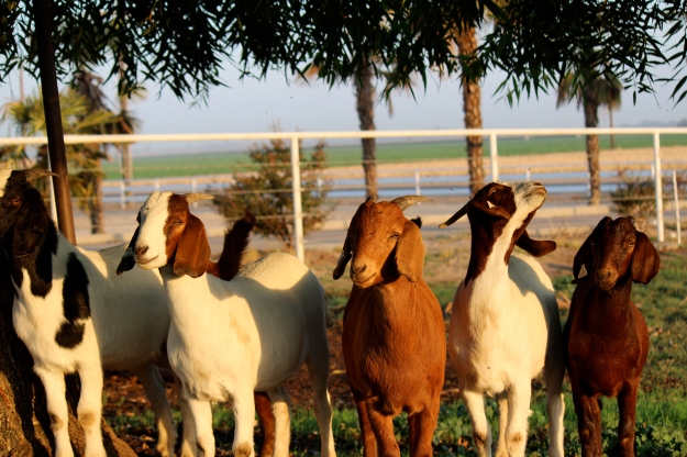 These are our goats in our front pasture - they're pretty silly!
